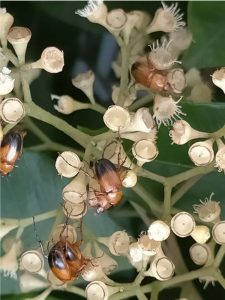 Two toned nectar scarab beetles