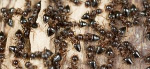 Resolvit pest control ants